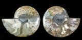 Cut & Polished Ammonite Fossil - Agatized #69016-1